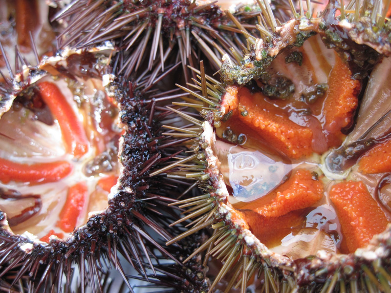sea-urchins